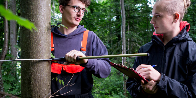 Zwei Studenten erfassen den Brusthöhendurchmesser (BHD) eines Baumes. Dabei wird der Durchmesser eines stehenden Baumstammes in der Brusthöhe von 1,30m mit einer Kluppe erfasst. 