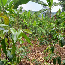 Agroforstfläche mit Kaffeesträuchern bei Giheta in Burundi
