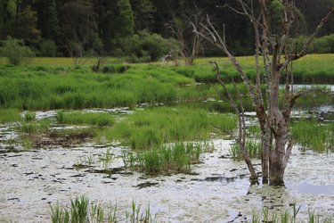 Natürlicher Flusslauf mit Wasserpflanzen und grüner, blühender Wiese 