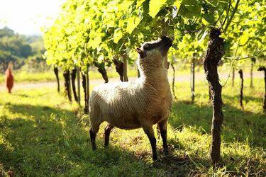 Schaf weidet im Weinberg