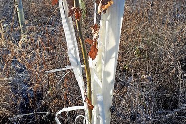 Wuchshülle aus Plastik im Wald