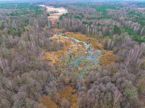 Blick von oben auf die Feuchtwälder im Wildnisgebiet Königsbrücker Heide in Sachsen