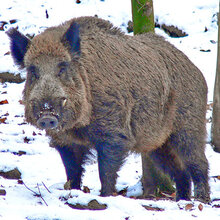 Wildschwein im Winter