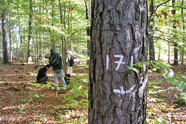 Studierende bei einer Waldbauübung. Im Vordergrund ein mit einer Nummer markierter Baum