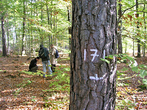 Waldbauübung Studierende bei einer Waldbauübung. Im Vordergrund ein mit einer Nummer markierter Baum
