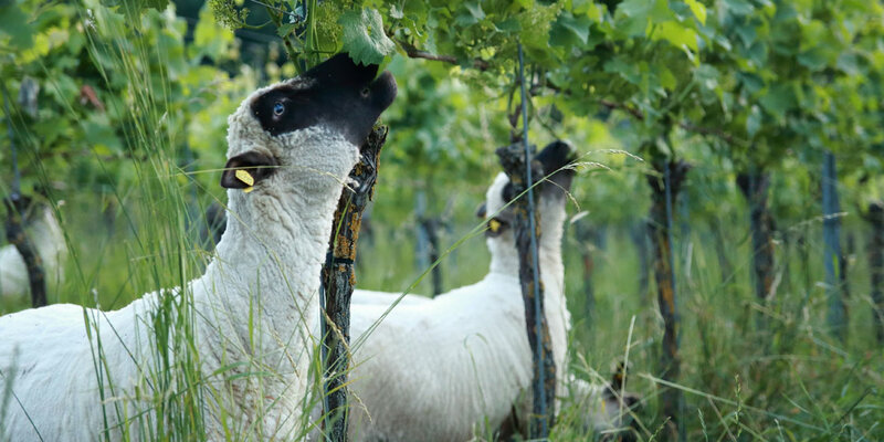 Schafe im Weinberg