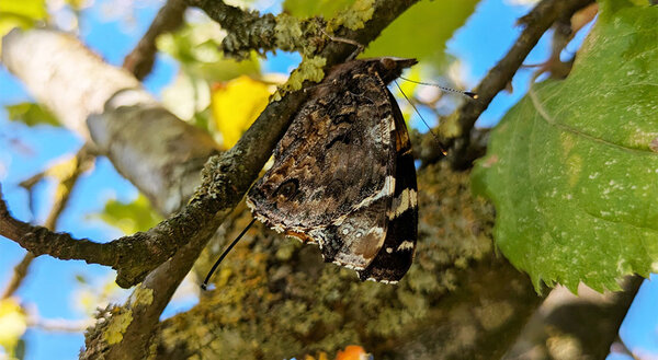 Der Admiral Flitzi flog bis ins französische Jura Admiral Flitzi in einem Busch