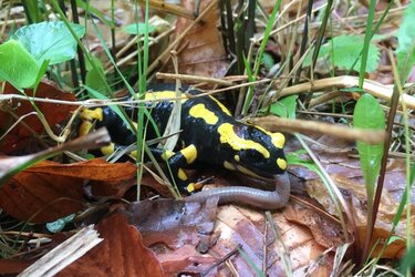 Borkenkäfer & Co – Waldschutz Vorlesung im Rammert.