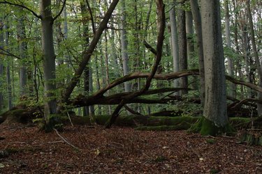 Blick auf liegendes Totholz im Waldbestand