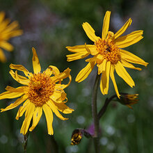 Arnica montana