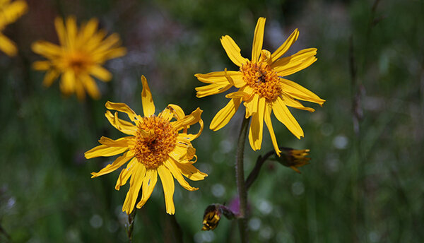 Arnica montana Arnica montana
