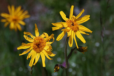 Arnica montana