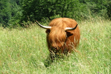 Highland Cattle auf der Weide