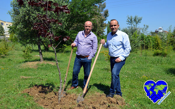 Zwei Mitarbeiter der Agricultural University of Tirana stehen mit Spaten vor einem frisch gepflanzten Baum