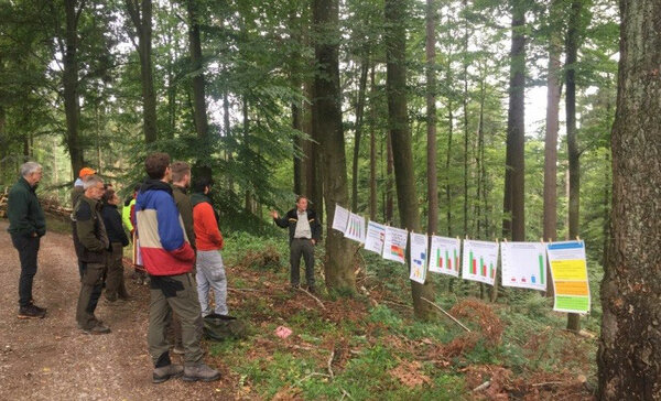 Studierende diskutieren ein Waldbild mit starken Douglasien im Forstbezirk Kirchzarten