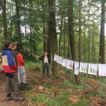 Studierende diskutieren ein Waldbild mit starken Douglasien im Forstbezirk Kirchzarten