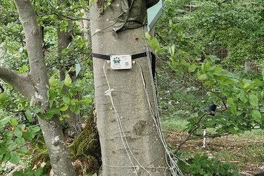 Baum mit Messgerät