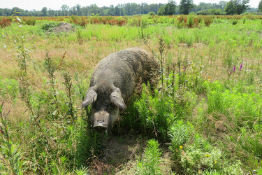 Wollschwein