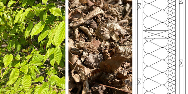 Fotocollage: Grüne Hainbuchenblätter am Baum. Braune, trockene Blätter am Boden. Skizze vom Querschnitt einer Wand.