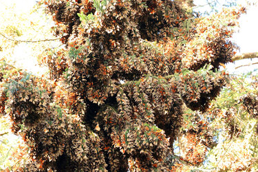 Überwinternde Monarchfalter