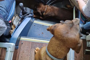 Hunde liegen und sitzen neben dem Busfahrer