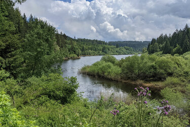 Blick auf eine Flussaue in einer von Wald geprägten Landschaft