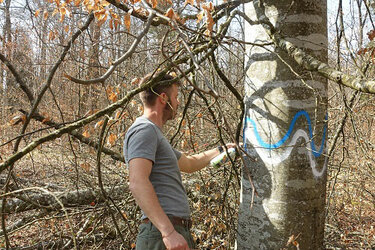 Alte Rot-Buche einer Habitatbaumgruppe wird dauerhaft markiert