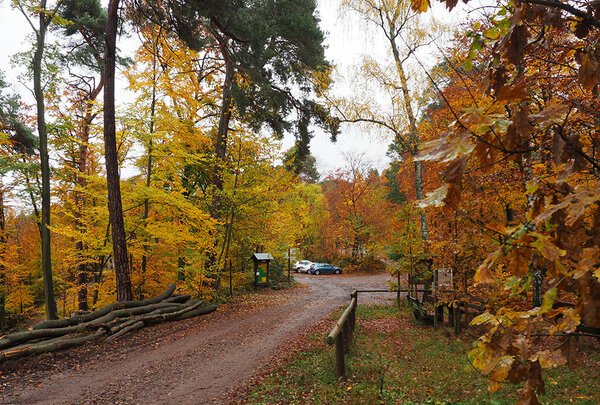 Blick auf einen Waldparkplatz 