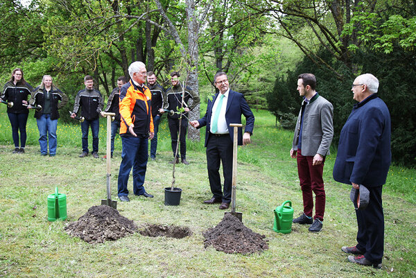 Ein Baum wird gepflanzt