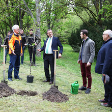 Ein Baum wird gepflanzt