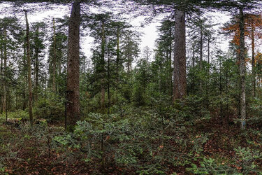 Blick durch die 3-D-Kamera in den Waldbestand