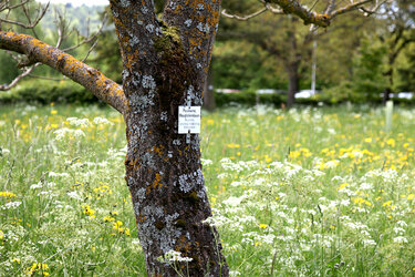 Blick auf einen Baum mit Beschilderung im Arboertum