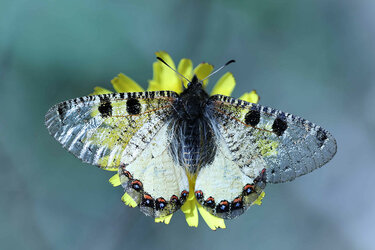 Falscher-Apollo (Archon-apollinus)