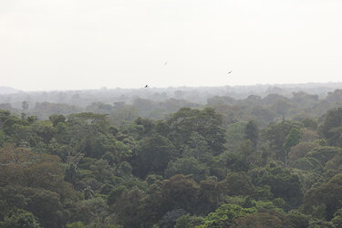 Regenwald in Costa Rica