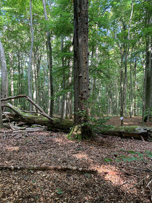 Blick in einen unbewirtschafteten Buchenwald im Nationalpark Hainich