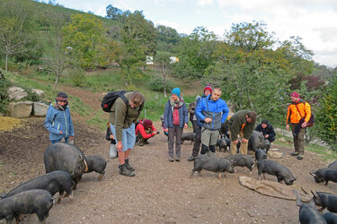 Studierende streicheln Schweine