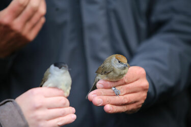 Vögel auf Händen