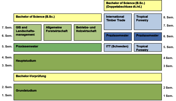 Ablaufschema Studiengang B.Sc. Forstwirtschaft