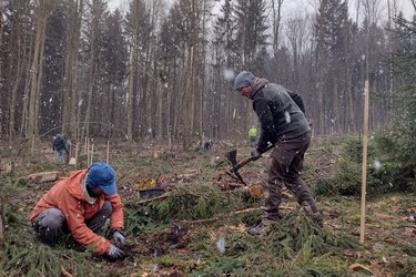 Studierende beim Pflanzen von Bäumen auf einer Freifläche im Wald