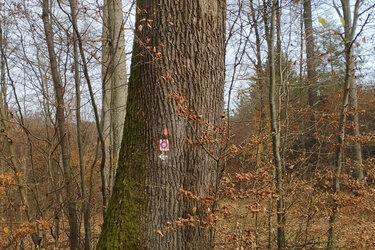 Ein rosa Kreis vor einem weißen Hintergrund markiert den Komfortwanderweg "Schwabenweg" für seine Besucher