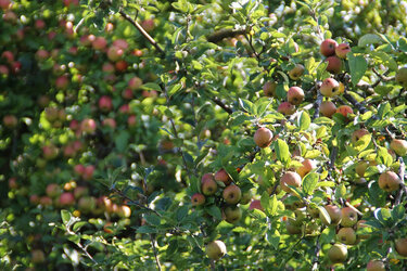 Blick auf einen mit Äpfeln vollbehangenen Apfelbaum