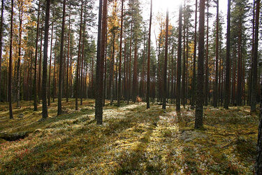 Wald in Finnland