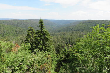 Blick auf die Kernzone und Wildsee im Nationalpark Schwarzwald