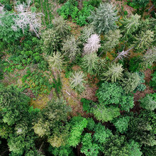 Luftbildaufnahme von Baumkronen