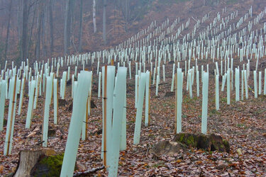 Blick auf eine Aufforstung mit Wuchshüllen aus Plastik 