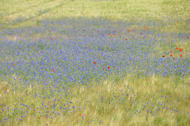 Blumenwiese