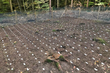 Blick auf eine Versuchsfläche im Wald mit neuartigen Werkstoffproben zur Untersuchung der biologischen Abbaubarkeit