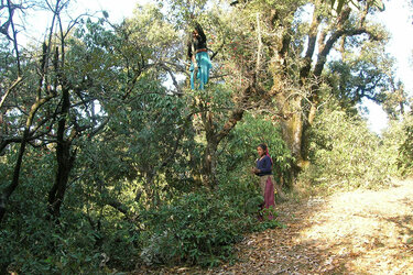 Kinder im Wald