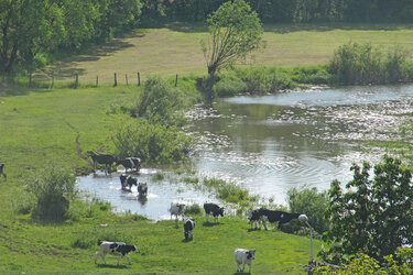 Blick über die Sümpfe. Kühe stehen an einer Wasserfläche.