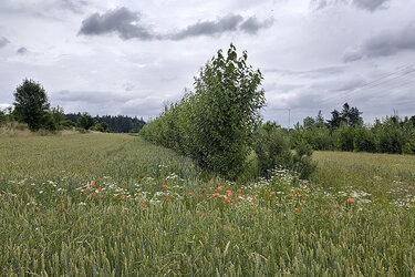 Blick auf eine landwirtschaftliche Fläche
